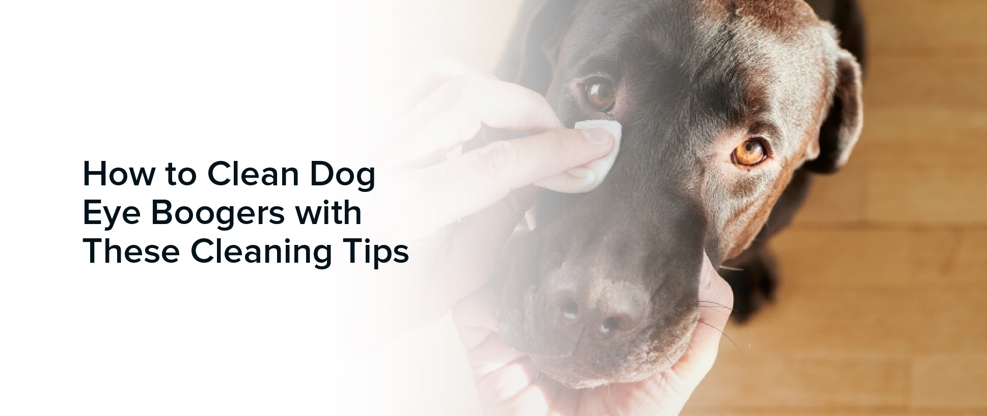 How to Clean Dog Eye Boogers with These Cleaning Tips